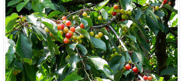 Frisches Obst so viel du willst ohne dafür zu bezahlen